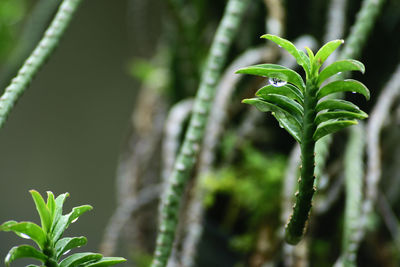 Close-up of green leaves