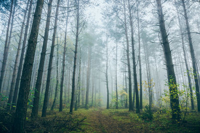 Pine trees in forest