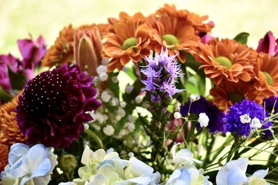 Close-up of purple flowering plants in park