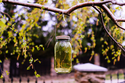 Close-up of drink in glass jar on plant