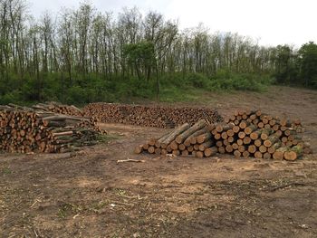 Pile of logs on field