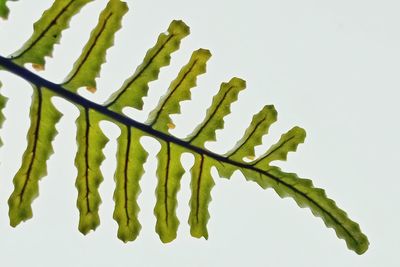 Close-up of plant against white background