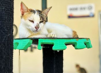 Close-up of a cat