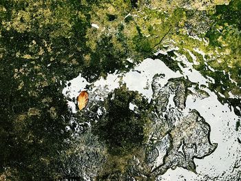 Reflection of tree in puddle