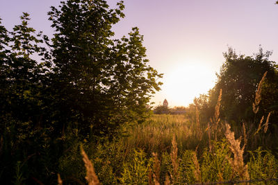Trees on field against clear sky at sunset