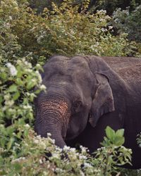 Elephant in a forest