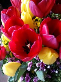 Close-up of red roses