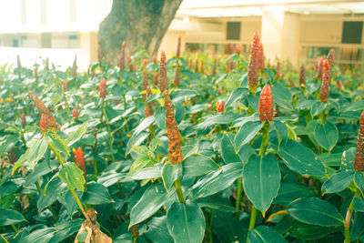 Close-up of flowering plants