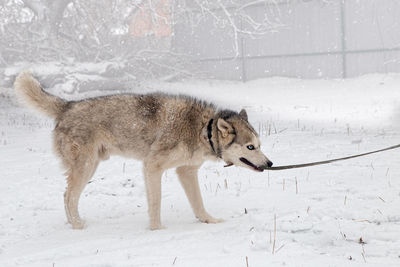 The dog indulges and does not obey during a walk - pulls the leash with his teeth. 