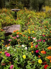 Flowers growing in bush