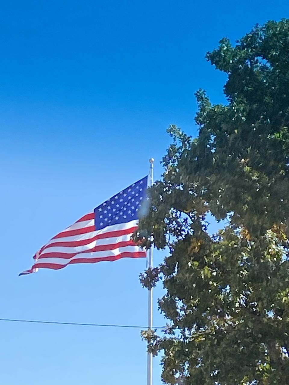 flag, patriotism, sky, blue, tree, nature, low angle view, plant, striped, no people, clear sky, day, outdoors, star shape, independence, environment, symbolism, wind, emotion, hanging