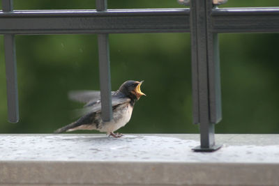 Young swallow perching on window