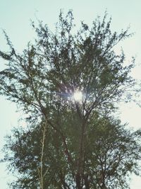 Low angle view of sunlight streaming through tree