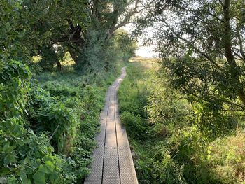 Trail on footpath amidst trees in forest