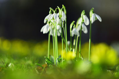 Close-up of flowering plant on field