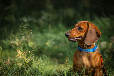 Dog looking away