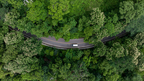 Aerial top view of road in green tree forest, top view from drone of rural road, mountains, forest. 