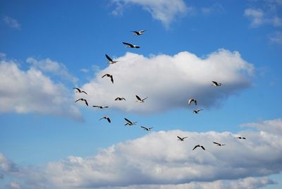 Low angle view of birds flying in sky