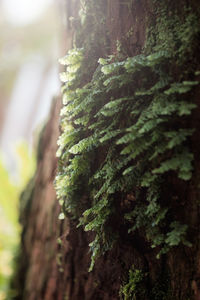 Close-up of moss growing on tree trunk