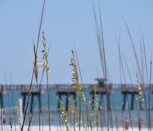Close-up of plants against sea against clear blue sky