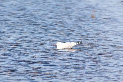 Bird swimming in sea