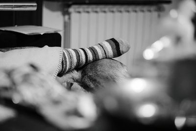 Low section of person wearing sock on dog at home