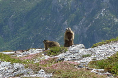 Sheep sitting on rock by mountain