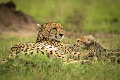 Cheetah lies on grass with young cub