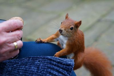 Midsection of person holding squirrel