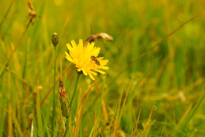 Close-up of insect on yellow flower