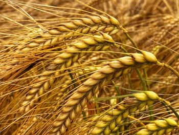 Close-up of wheat growing on field