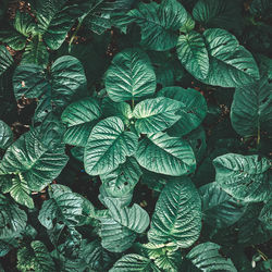 Full frame shot of leaves
