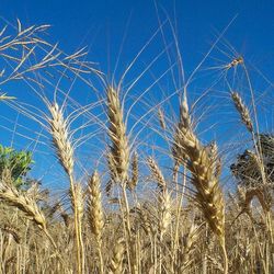 View of wheat field against blue sky