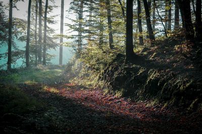 Trees growing in forest during autumn