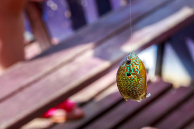 Close-up of fish hanging from fishing line