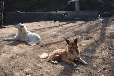 View of two cats on field