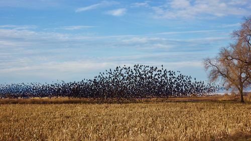 Crops on field against sky