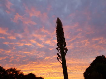 Low angle view of silhouette cactus against sky during sunset