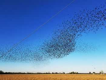Birds flying against clear blue sky