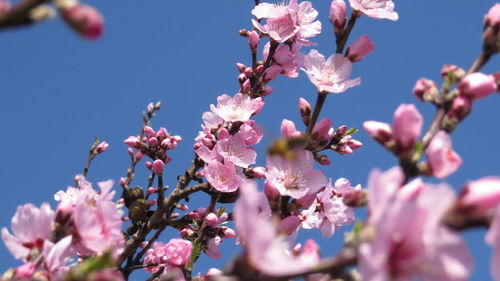 Close-up of cherry blossoms against sky