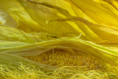 Close-up of yellow flower