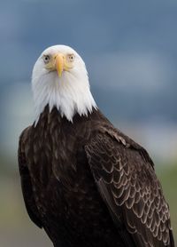 Close-up of eagle against blurred background