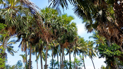 Low angle view of palm trees against clear sky