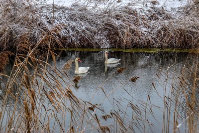 Birds swimming in lake