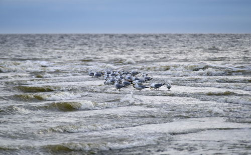 View of horse in sea