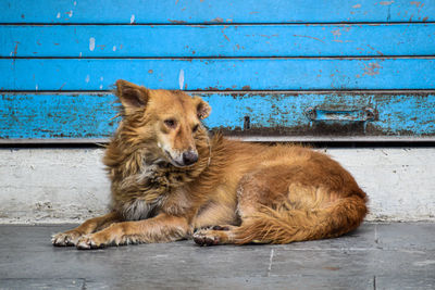 Cat sitting on wood against wall