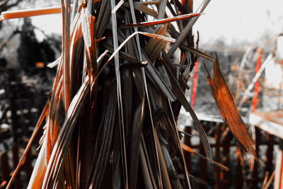 Close-up of dry plant on field