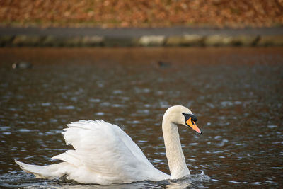 Close-up of swan in lake