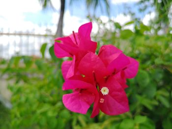 Close-up of pink flowering plant in park