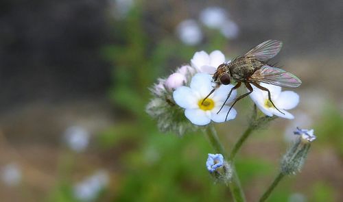 Close-up of insect on flower